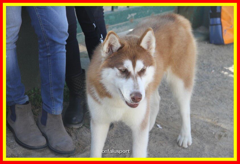 180311 mostra_canina 021.jpg